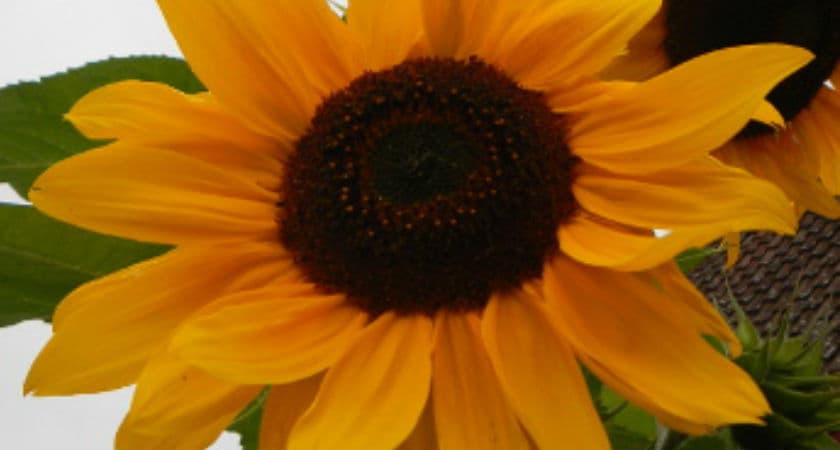 Untitled 21